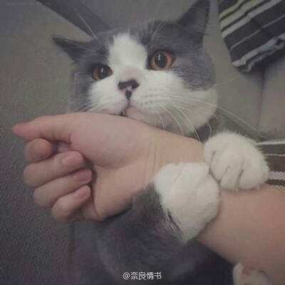 衣之星愿游戏
